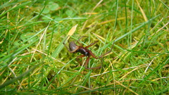 Steatoda nobilis