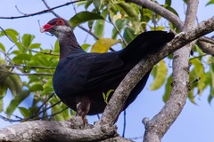 Columba vitiensis hypoenochroa