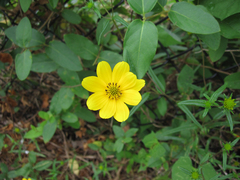 Cosmos sulphureus