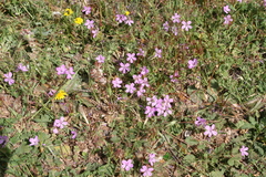 Erodium