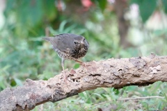 Turdus cardis