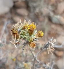 Oedera humilis