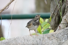 Turdus cardis