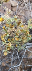 Oedera humilis