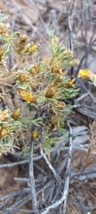 Oedera humilis