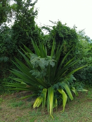 Furcraea