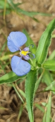 Commelina erecta