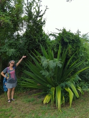 Furcraea