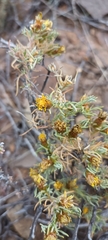 Oedera humilis