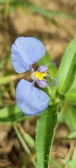 Commelina erecta