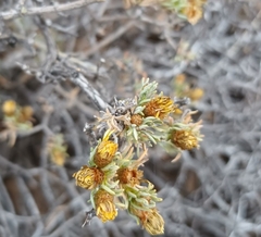 Oedera humilis