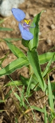 Commelina erecta