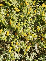 Tetraena fontanesii image