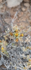 Oedera humilis