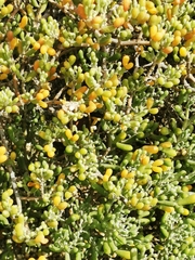 Tetraena fontanesii image