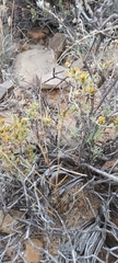 Oedera humilis