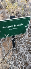 Oedera humilis