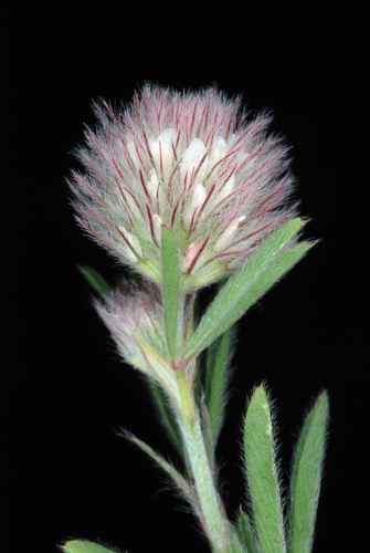 Trifolium arvense