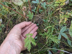 Potentilla litoralis