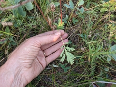 Potentilla litoralis