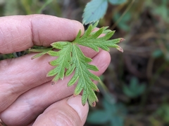 Potentilla litoralis