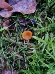 Pseudaleuria fibrillosa