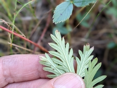 Potentilla litoralis