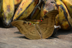 Dophla evelina