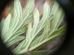 Potentilla litoralis