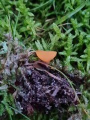 Pseudaleuria fibrillosa