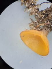 Pseudaleuria fibrillosa