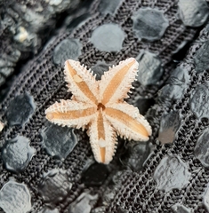 Asterias