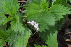 Lomaspilis marginata