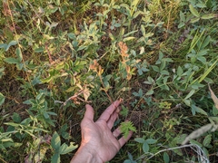 Potentilla litoralis