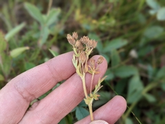 Potentilla litoralis