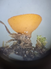 Pseudaleuria fibrillosa