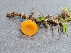 Pseudaleuria fibrillosa