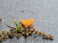 Pseudaleuria fibrillosa