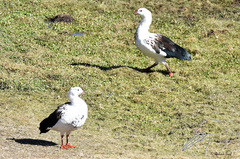 Oressochen melanopterus