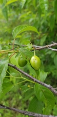 Prunus munsoniana