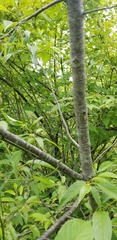 Prunus munsoniana
