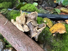Helvella compressa