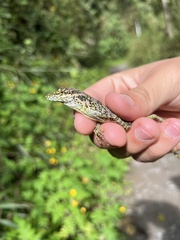 Anolis aequatorialis
