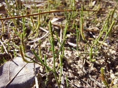 Selaginella arenicola