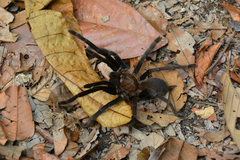 Selenocosmia