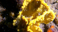 Axinella damicornis