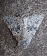 Polymixis rufocincta