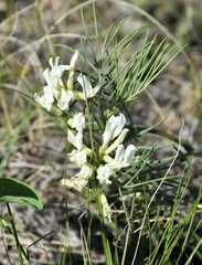 Astragalus pectinatus