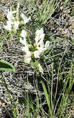 Astragalus pectinatus
