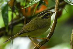 Basileuterus tristriatus